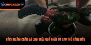 cách ngâm chân gà chọi