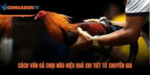 cách vần gà chọi